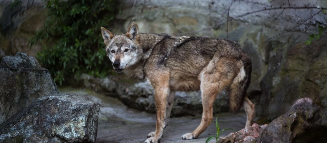 Γερμανία: Λύκοι εμφανίστηκαν σε μεγάλες πόλεις της χώρας